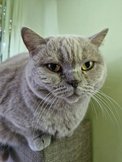 This is a close-up, eye-level, medium shot photograph of a domestic short-haired cat. The cat is light grey in color with yellow eyes and white whiskers. It is sitting on a textured, brown surface, possibly a piece of furniture. The background is a plain, light green wall with vertical, reflective elements on the left side of the frame. The cat is looking directly at the camera with a neutral expression. There are no people or other animals visible in the image. The scene is indoors. The location in the city of Bratkivtsi, Ukraine is not depicted in the image.