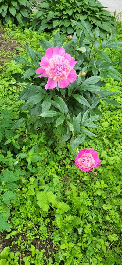 This image shows a close-up view of two pink peonies with green foliage in a garden setting. The peonies are in bloom, with one fully open flower at the top and another partially open flower lower down. The plants are surrounded by lush green vegetation, including smaller plants and leaves. The background consists of more dense green foliage. The scene appears to be outdoors in a natural environment, likely a garden or park, with no people or man-made structures visible. The specific location in Slavyanka, Russia is not visually indicated in the image itself.