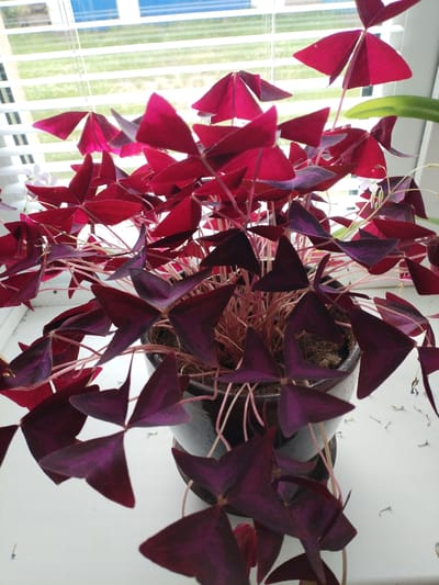 A potted plant with triangular, deep red and purple leaves is placed on a white surface in front of a window with white blinds. The plant's stems are a pale pink color. The blinds are partially open, revealing a blurred green and blue background, suggesting an outdoor environment. Small, light-colored flowers are visible amongst the leaves. There are no people present in the image.
