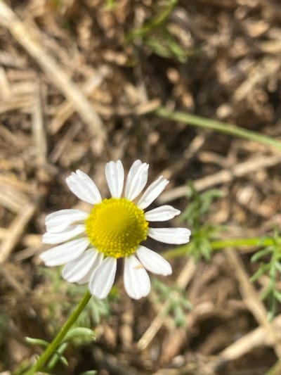 A single white flower with a bright yellow disc-shaped center is centrally positioned and in sharp focus against a blurred background. The flower displays approximately 12-14 ovate white petals surrounding the textured yellow core. A slender green stem is visible extending downwards from the flower's base. The out-of-focus background consists primarily of dried, light brown, linear organic material, resembling straw or dry grasses, interspersed with indistinct patches of green foliage. The scene is illuminated by natural light in Balgarchevo, Bulgaria. No people, animals, or explicit actions are present.