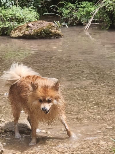 An adult Pomeranian dog, light brown and wet, stands in a shallow, rocky stream in a natural environment. The dog is facing the camera with its mouth slightly open. Its tail is held high and is fluffy. The background consists of lush green foliage, a moss-covered rock, and several fallen branches in the water. The stream bed is visible and appears to be composed of small stones and pebbles. The lighting suggests it is daytime. This scene is located in the city of Anna, Spain.