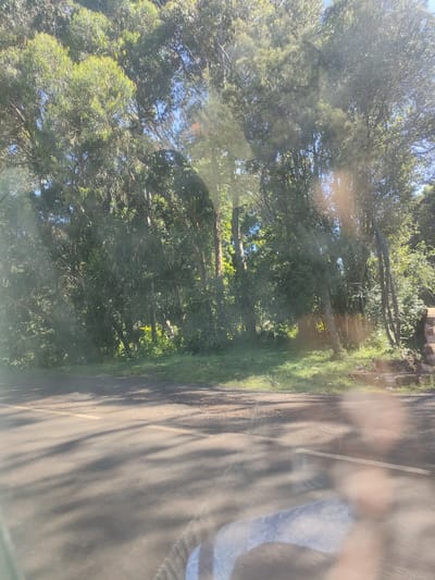 The image shows a road adjacent to a densely forested area. A yellow line is visible on the road surface, and shadows of trees fall across it. The forest is composed of various trees and foliage. The image appears to be taken from inside a vehicle, with reflections visible on the windshield. The location is presumably within a municipality ward in Kenya given the tags.