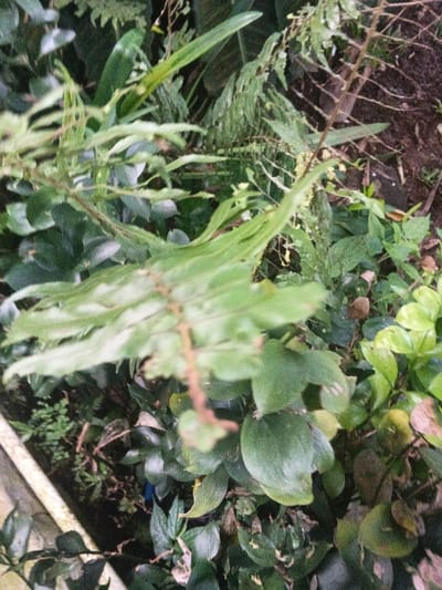 The image displays a close-up view of dense, verdant foliage and undergrowth, situated in Kon Tum, Vietnam. The scene is dominated by various green plant species. A long, light-green leaf, possibly part of a fern, is prominent and out of focus in the immediate foreground, running diagonally from the lower center towards the upper left. A thin, reddish-brown stem extends across the lower portion of this leaf. The background consists of numerous layers of diverse green leaves, including broadleaf plants and more delicate, serrated fronds. Patches of dark brown soil are visible between the plants, primarily in the upper right quadrant. A blurry, light-colored edge, consistent with a planter or pathway, is partially visible along the bottom left. No individuals, animals, or specific man-made objects are discernible within the dense vegetation.