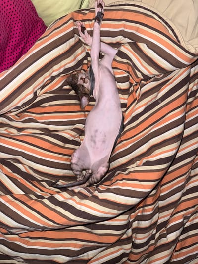 A hairless cat is sleeping on a striped blanket. The cat is lying on its back with its legs stretched out. The blanket has stripes of orange, brown, and cream. There is a pink and black polka dot blanket beneath the striped blanket. The scene appears to be indoors, possibly a bedroom. The lighting is dim, suggesting it may be nighttime or the room is not well-lit. There is no visible text in the image. The location context provided is a closed administrative-territorial formation "Mezhgorye", Russia.