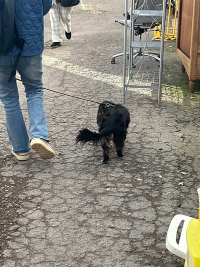 The scene depicts an outdoor environment in Neuilly-Plaisance, France, primarily featuring a cracked asphalt or concrete surface. In the immediate foreground, a person, visible from the mid-torso down, wears a blue quilted jacket, blue jeans, and light-colored shoes with thick beige soles. A black backpack is present on their left shoulder. This individual holds a leash attached to a small to medium-sized dog, primarily black with tan markings and a fluffy tail, which walks ahead of them. Further back and to the left, another person's lower half is visible, clad in white plaid trousers and dark shoes, walking in the same direction. On the right side of the image, various objects are present: a silver multi-tiered metal shelving unit with loose wires, an office chair with wheels partially obscured behind it, and a light brown wooden cabinet. A yellow and white plastic object is partially visible in the bottom right corner.