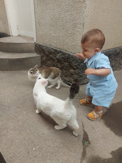 A toddler in a light blue shirt and shorts outfit stands near the corner of a building at ground level, his hands outstretched towards two cats. One cat is mostly white, and the other is a light brown and white tabby. The cats are interacting near the bottom of a set of stone steps. The setting is a paved outdoor area. The location is Pargos, Uzbekistan.