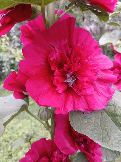 A close-up, eye-level, outdoor shot captures a vibrant pink hollyhock in bloom, positioned slightly off-center to the right. A small bee is visible on the lower right petal of the main flower, partially obscured by the flower's folds. The flower is surrounded by other pink hollyhocks, some in bloom and others as buds, along with large, textured green leaves. The background is softly blurred, showing a garden setting with hints of green foliage and trees, suggesting a natural or cultivated outdoor environment in Kholosne, Ukraine. The lighting is natural, and the overall focus is on the intricate details of the hollyhock and the presence of the bee.