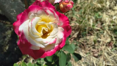 A close-up, high-angle shot focuses on a single rose in bloom. The rose exhibits a gradient of colors, starting with a bright yellow center that transitions to creamy white petals, and culminating in vibrant pink edges. The rose is positioned in the foreground, slightly to the left of the frame, with its petals unfurling in a spiral pattern. Behind the main subject, a blurry background reveals more of the rose plant with a few leaves and stems, as well as some dry grass and soil. To the upper right, a smaller, less developed rosebud is visible, hinting at more blooms. The lighting suggests a bright, sunny day, casting shadows on the rose petals and creating a natural, outdoor setting. The overall impression is one of natural beauty and delicate floral detail. The image does not contain any elements that would allow for identification of its location within the city of Han Krum, Bulgaria.