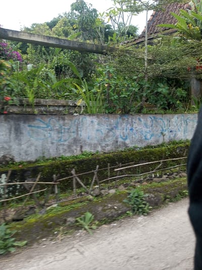 The image displays an outdoor scene in Cibodas, Indonesia. In the foreground, a gray paved surface, consistent with a road or path, is visible, partially obscured on the lower right by dark fabric. Above this, a weathered concrete retaining wall extends horizontally across the mid-ground, marked with several light blue graffiti tags. Below the main wall, a moss-covered concrete ledge is present, transitioning to a narrow, terraced garden bed. This lower bed contains sparse green vegetation and is bordered by a rudimentary fence composed of vertical and diagonal bamboo stakes interconnected by horizontal cords. Above the concrete wall, dense tropical vegetation dominates the background, featuring various green plants, broad-leafed specimens, shrubs with purple blooms, and several trees. A horizontal concrete beam is visible spanning above the vegetation. In the upper right background, a partial view of a building with a reddish-brown tiled roof is discernible amidst the foliage. The sky is overcast. No individuals are explicitly visible in the scene.