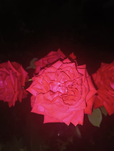 This is a close-up, low-light photograph of three red roses against a dark background. The roses are the primary subjects, with the one in the center being the most in focus and detailed, revealing delicate petal textures and a few water droplets. The roses on the left and right are less distinct and appear to be partially out of frame. The dark background suggests an outdoor setting at night, possibly a garden. There are no people or human activity visible. The image does not contain any information about the city of Medveja, Moldova.