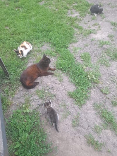 The image shows four cats in an outdoor setting. There is a dark-colored cat lying on its back in the center, a calico cat lying on its side to the left, a black and white cat curled up in the upper left corner, and a tabby kitten walking in the upper right. The ground is a mixture of dirt and patchy green grass. The scene appears to be a yard or undeveloped area. The lighting suggests it is daytime. There is no visible text.