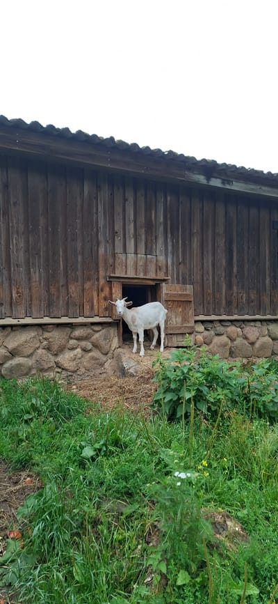 The image shows a white goat with light brown markings standing in front of an open wooden door of a rustic building. The building has a wooden exterior with vertical planks and a stone foundation. The roof appears to be made of corrugated material. The goat is facing the camera and has small horns. The area in front of the building is covered with grass, some hay, and a few scattered red objects that could be apples. There are also some green plants growing in the foreground. The sky above is bright and overcast. The scene appears to be a rural setting.