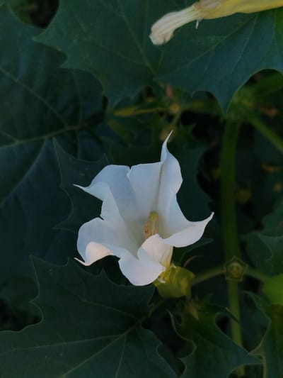 A close-up, eye-level shot captures a delicate white flower with trumpet-shaped petals, its center featuring a cluster of yellow stamens and pistil. The bloom is surrounded by dark green, jagged leaves, suggesting an outdoor setting. In the upper right, a hint of another pale yellow, elongated bloom is visible. The lighting creates a soft glow on the white flower, contrasting with the deep shadows of the foliage. The image appears to be of a plant in a garden or natural setting, possibly in or near Djany-Pahta, Kyrgyzstan, given the prompt's context. There are no people or animals present, and no overt actions are occurring. The focus is solely on the floral subject and its surrounding vegetation.