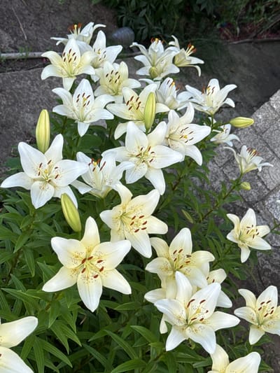 The image displays a close-up view of a cluster of white lilies with yellow centers and brown speckles on their petals. Some lilies are fully bloomed, showcasing their star-like shape, while others are in bud form, appearing as slender green shoots. The flowers are surrounded by lush green foliage. In the background, a rough-textured gray pathway or paving stones are visible, along with a blurred dark green area that could be vegetation or soil. The lighting suggests it is daytime, possibly overcast, as there are no harsh shadows. The scene appears to be an outdoor garden or landscaping area. No specific details indicating a location in Protopopivka, Ukraine are present in the image itself.