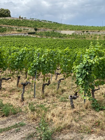 The image shows a vineyard in Boudry, Switzerland, under a cloudy sky. The vineyard is on a slope with terraced sections supported by stone walls. Rows of grapevines with lush green leaves are visible, supported by poles. The ground between the vines is covered in dry grass and soil. In the foreground, some older, gnarled vine trunks are prominent. The overall impression is a rural landscape dedicated to viticulture.