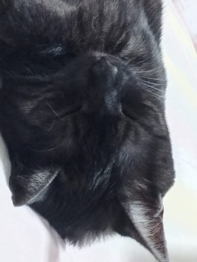 The image shows a close-up, vertically oriented view of a black cat's head and upper body, resting on a light-colored surface. The cat's fur is dark and appears soft. The focus is on the cat's head, which is partially obscured, with some fur details, whiskers, and the curve of its ear visible. The background is a soft, out-of-focus blur of white and light pink. There are no discernible city landmarks or environmental features of Hospozín, Czechia present in the image. The scene is purely focused on the domestic animal.