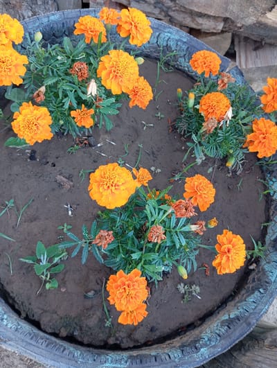 In Novodesyatnikovo, Russia, a close-up, high-angle shot captures a planter filled with vibrant orange marigolds. The planter appears to be a repurposed tire, its black, weathered surface cracked and peeling, revealing hints of blue paint underneath. The soil within the tire is dark and appears somewhat damp, with scattered dry leaves and twigs.
Several marigold plants are in full bloom, their ruffled petals a rich, saturated orange. Some flowers are fully open, showcasing their intricate patterns, while others are buds, promising future blooms. Interspersed with the blossoms are the plant's feathery green leaves, some appearing dewy. A few withered marigold blossoms, brown and dried, are also visible, indicating the natural life cycle of the flowers.
The background is softly blurred, suggesting a natural outdoor setting. Hints of rough, light-colored wood are visible, possibly representing a fence or stacked lumber. The overall impression is of a small, cultivated garden space, likely a personal touch within the urban or semi-rural environment of Novodesyatnikovo. No people or animals are present in the frame.