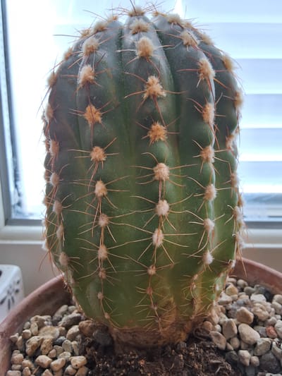 The image shows a close-up of a potted cactus with green flesh and numerous brown spines. The cactus is situated in what appears to be an indoor setting, with a window and blinds visible in the background. The pot contains soil and small, light-colored pebbles. The overall lighting suggests daylight, possibly from a window. There are no people or animals present in the image. The image does not contain any identifiable landmarks or elements that would indicate its location in Arboga, Sweden.