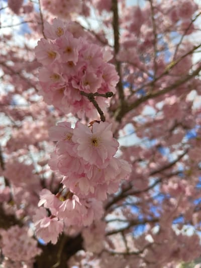 The image displays a close-up, upward-angled view of pink cherry blossoms from a tree located in Bertrange, Luxembourg. The foreground features two distinct clusters of light pink, double-petaled blossoms, sharply focused, revealing ruffled petals and yellow stamens. A segment of a brown branch is visible supporting the upper cluster. The midground and background consist of numerous additional cherry blossoms, rendered out of focus in a soft pink bokeh. Bare tree branches are discernible amidst the blurred foliage. Patches of bright blue sky with subtle white cloud formations are visible through gaps in the upper and lower background. No people, specific actions, or interactions are depicted. The environment is an outdoor, daylight scene dominated by the blooming cherry tree.