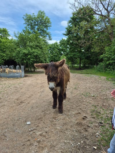 The image depicts a brown, shaggy donkey standing in a dirt and gravel yard, likely in an outdoor enclosure. The donkey is facing forward, with its long ears flopped to the sides. In the background, there's a metal hay feeder filled with hay, surrounded by lush green trees and a partly cloudy blue sky. To the right, a person's hand and arm are visible, wearing a white shirt with black and red trim and blue jeans, reaching towards the donkey. The ground shows tire tracks and loose gravel. The image appears to be taken in Nautse, Estonia, possibly at a farm or animal sanctuary, given the presence of a donkey and feeder in a rural setting.