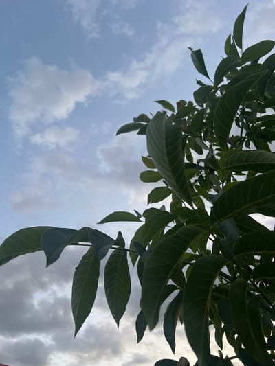 A low-angle shot captures the leaves of a tree against a cloudy sky. The leaves are dark green and appear to be in focus in the foreground. The sky is a mixture of light blue and gray clouds, with some hints of sunlight breaking through. The scene appears to be outdoors, possibly in a park or residential area. The location is specified as Ленинское сельское поселение, Ukraine. There are no people or animals visible in the image. The overall impression is one of a calm, natural scene.