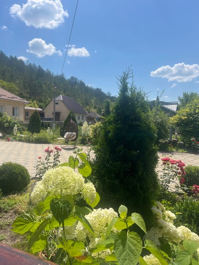 This media file captures a sunny outdoor scene in Bolshoy Molokish, Moldova. The image is dominated by lush greenery and floral elements, suggesting a well-maintained garden or yard. In the foreground, large clusters of white hydrangeas with vibrant green leaves take center stage. To the left, a dark green conifer tree stands tall, and in the background, pink roses are visible, adding pops of color to the landscape.
The setting includes a paved walkway made of light-colored square tiles, winding through the garden. Beyond the walkway, several houses with brown roofs are nestled amongst trees and foliage, hinting at a residential area. A distinctive wicker hanging chair with a cushion is suspended from an unseen support, adding a touch of comfort and leisure to the scene.
The sky is a clear blue with a few fluffy white clouds, indicating fair weather. The bright sunlight suggests it is daytime, likely mid-morning to afternoon. The overall atmosphere is serene and idyllic, conveying a sense of peace and natural beauty. The view suggests a slight elevation, with the houses and gardens situated on a slope, backed by a densely wooded hill. No people are visible in the frame, and there is no visible text.