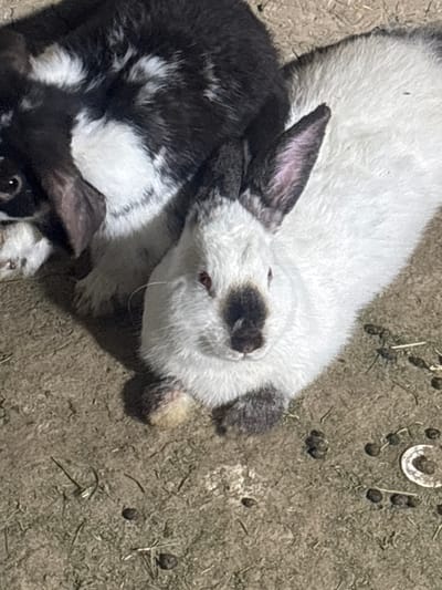 Two rabbits, one predominantly white with black markings on its ears and nose, and another mostly black and white, are lying on dry, dusty ground littered with small, dark pellets. The white rabbit is facing forward, with its red eyes visible. The black and white rabbit is partially obscured behind the white one. The environment appears to be an outdoor enclosure or natural habitat. There is no indication of a city or specific location within Навобод, Tajikistan.