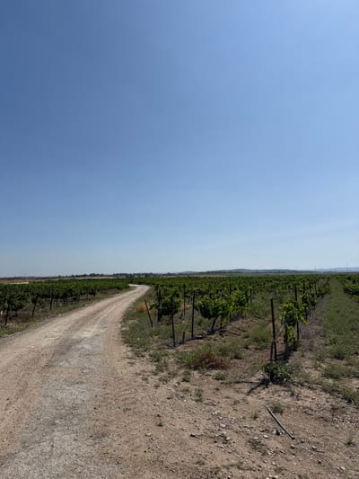 The image shows a dirt road winding through a vineyard in Mazkeret Batya, Israel. The road is flanked by rows of grapevines, some of which are laden with fruit. The sky is clear and blue, with no clouds. The scene is peaceful and tranquil.