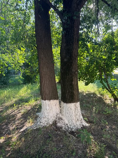 Two trees with their bases painted white stand in a grassy area with dappled sunlight. The trees are side-by-side, and their trunks are rough and dark brown. The white paint covers the lower portion of each trunk, creating a distinct band. The ground around the trees is covered in dry grass, leaves, and some small green plants. In the background, more trees and foliage are visible, creating a lush green environment. The scene appears to be in a park or a similar outdoor public space within the city of Ungheni, Moldova. No people are present in the image, and no specific actions are depicted.