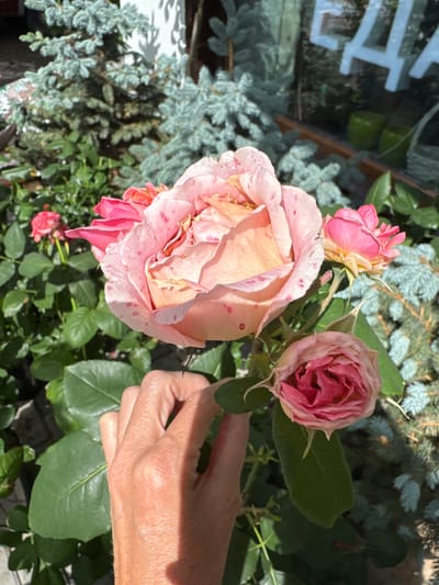 In the city of Serovo, Russia, this image captures a close-up view of several pink roses in bloom. A human hand is partially visible, gently holding one of the rose stems, with fingers and thumb touching a green leaf. The roses are varied in their openness, with one large, fully bloomed rose in the foreground displaying delicate pink and peachy hues with reddish speckles. To its right and slightly below, a smaller, tighter bud shows a deeper pink. In the background, the soft focus reveals more pink roses, green foliage, and the distinctive blue-green needles of a coniferous tree, possibly a spruce. Hints of a building facade and window are also visible in the upper background, reflecting light and greenery.
