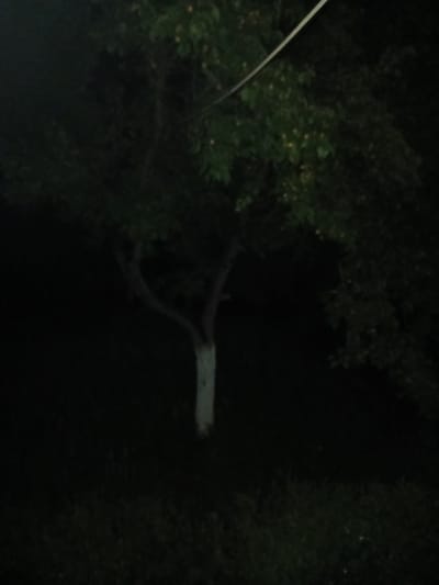 The image shows a young tree in a dark, outdoor environment, possibly a park or yard, in the city of Ак-Сай, Kyrgyzstan. The tree has a white-painted lower trunk, a bifurcated main stem, and dark green foliage. A thin, light-colored wire extends diagonally across the upper right portion of the frame. The background is predominantly black, suggesting it is nighttime or the image was taken in low light conditions. The ground appears to be covered in grass or low vegetation.