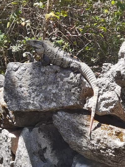 The image shows a large iguana, facing right, sitting on a pile of rocks. The iguana is grey and black with a white stripe running along its tail. The iguana's tail is long and hangs off the edge of the rock. The iguana appears to be resting on a pile of rocks, with its head facing the left side of the image. The iguana's eyes are closed. The rocks are grey and have a rough texture. The iguana is surrounded by green bushes and branches. The scene is in a rocky area, possibly a canyon or riverbed. The location is in San José, Mexico, based on the coordinates (latitude: 20.49, longitude: -87.252).
