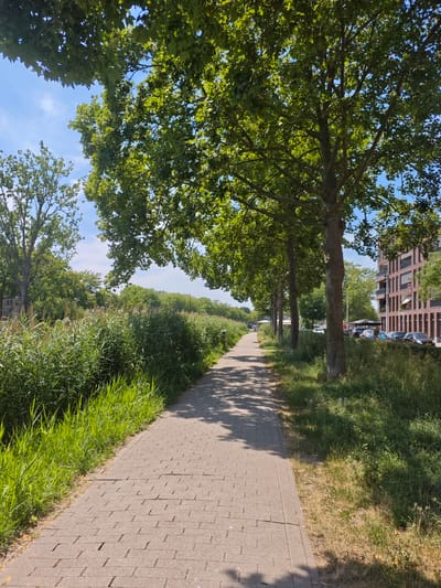 The image depicts a paved pathway lined with trees casting shadows on the ground. To the left, tall green grass and reeds grow along the path. To the right, a row of trees continues, with a modern brick building visible in the background, featuring multiple balconies and windows. Cars are parked along the street adjacent to the building. The sky is blue with scattered clouds. Based on the architecture and vegetation, this scene is likely located in a suburban or urban fringe area of Tilburg, Netherlands, possibly near a canal or parkland. There are no people clearly visible in the image, and no discernible actions are taking place.