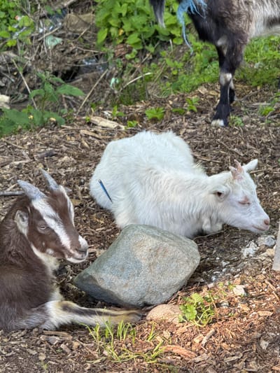 A ground-level, medium shot depicts three young goats, one white, one brown and white, and one partially visible black and white, resting on a bed of mulch and dirt. The white goat lies facing upwards, its head near a medium-sized grey rock. The brown and white goat lies beside the white goat, facing away from the camera. Part of the black and white goat's legs and rear are visible in the upper left of the frame, positioned near green vegetation. The setting includes mulch and dirt covering, with sparse green plants scattered around. There is no visible evidence to indicate a location in Galitsyno, Russia.