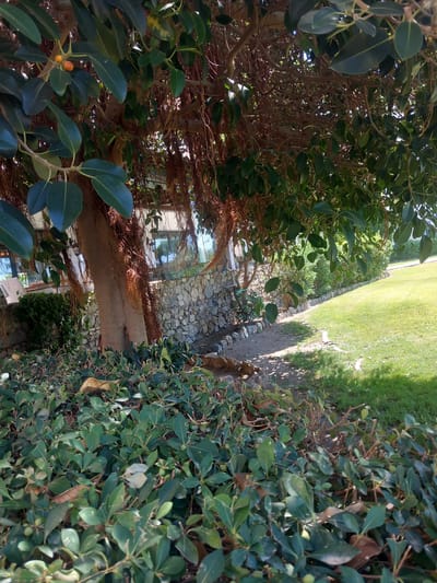 The image depicts a natural outdoor scene in Kos, Greece, characterized by lush vegetation and stone architecture. In the foreground, dense green bushes with small, light green buds are visible, interspersed with dried brown leaves and twigs. Behind these bushes, a large tree with a thick, textured trunk dominates the center of the frame. The tree's branches are laden with large, dark green leaves and hang low, some obscured by hanging aerial roots that create a curtain-like effect. Two small, orange fruits are noticeable on one of the branches.
To the left of the tree, a low stone wall made of irregular, light-colored stones forms a backdrop. Behind the wall, a white building with large windows and what appears to be a light-colored awning or roof is partially visible. A white chair is also present near the building. To the right of the tree, a well-maintained green lawn stretches towards the background. The ground beneath the tree is shaded and appears to be covered in dirt and scattered leaves, with a few small rocks. Two small, light-brown animals, possibly stray cats or small dogs, are resting or walking in the shaded area near the tree's base. The lighting suggests a sunny day, with strong shadows cast by the tree's foliage.