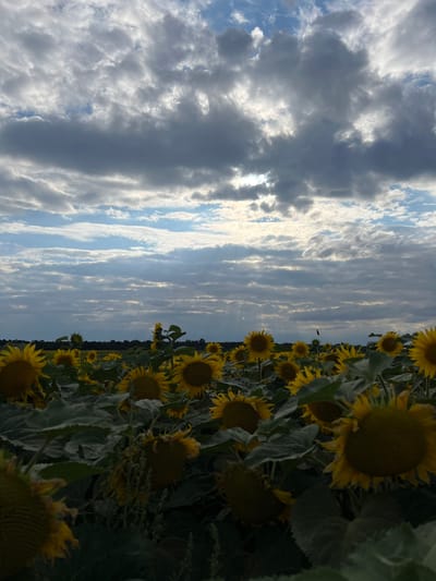 The image depicts a field of sunflowers under a dramatic sky filled with clouds. The sunflowers, predominantly yellow, fill the lower half of the frame, with some in sharp focus in the foreground and others receding into the distance. Their large heads and dark centers are clearly visible. The sky above is a mix of dark, heavy clouds and patches of bright blue, with sunlight filtering through in some areas, creating shafts of light. A dark tree line is visible on the horizon. The scene appears to be a natural landscape rather than an urban setting, and no specific landmarks identifying Hrabovets, Ukraine, are present within the image. There are no people or any actions or interactions depicted. The environment is exclusively the sunflower field and the sky.