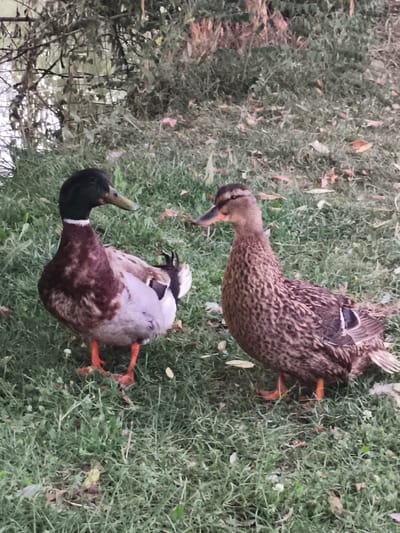 Two ducks, a male and a female mallard, are standing on a grassy bank next to a body of water, likely a river or pond. The male duck, on the left, has a dark green head and neck with a white ring around its neck. Its body is predominantly brown and grey. The female duck, on the right, has mottled brown and tan plumage. Both ducks are facing each other. The background shows trees and vegetation. The location is Komsomolskoe, Kyrgyzstan.