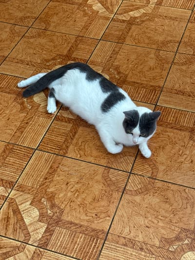 A black and white cat lies on a floor covered in brown, wood-patterned tiles. The cat is mostly white with large black patches on its back and head. Its tail is black and white. The cat is looking down and to the right. The floor tiles are arranged in a grid and have a textured, wood-grain pattern with some decorative elements. The image appears to have been taken indoors. There is no specific information in the image to indicate a location in Priobskiy, Russia.