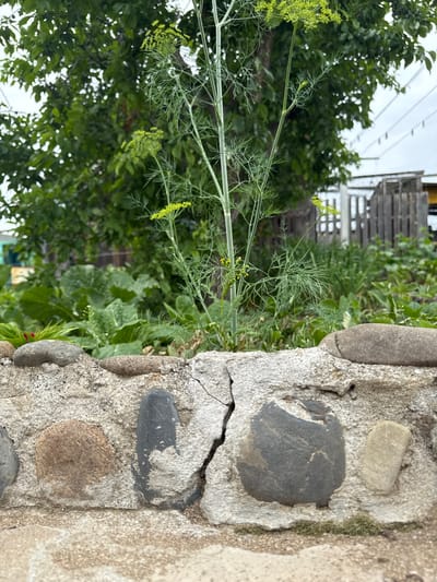 The image depicts an outdoor scene in Chuguyevka, Russia. In the foreground, a low, weathered stone wall constructed from various sized river stones and concrete mortar is visible. The wall exhibits signs of age, with visible cracks and chipped mortar. Behind the wall, a garden bed is filled with lush green vegetation, including a tall dill plant with yellow flowers in bloom. Further in the background, a wooden fence and trees are present, suggesting a residential or backyard setting. The sky appears overcast. There are no people or animals visible in the image.
