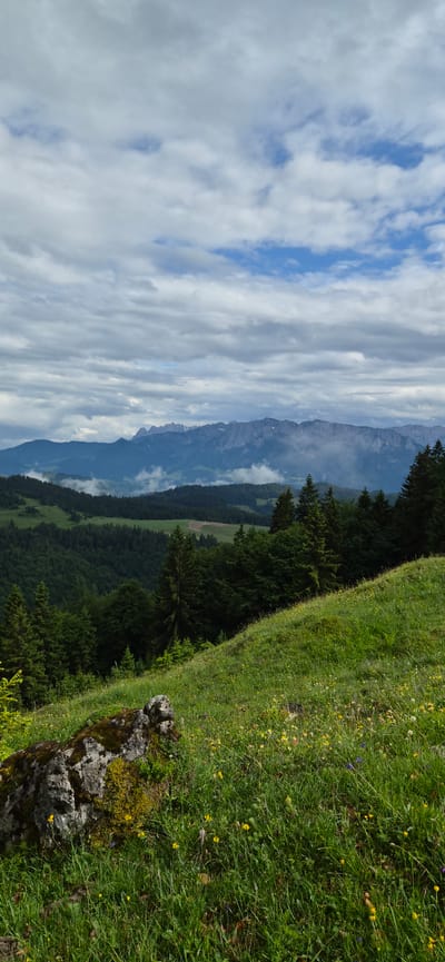 The image displays a panoramic mountainous landscape in the region of Erl, Austria, viewed from an elevated perspective. The foreground features a vibrant green grassy slope, abundant with scattered yellow and purple wildflowers. A prominent moss and lichen-covered rock is situated on the lower left of this slope. The midground comprises dense evergreen forests, primarily coniferous trees, covering undulating hills and valleys. Patches of lighter green fields are discernible within the forested terrain. The background reveals a rugged, grey mountain range with jagged peaks, several of which show small patches of snow or light rock. Swirls of mist and low-hanging clouds partially obscure the lower sections of the mountains and valleys. The sky above is predominantly overcast with numerous grey clouds, though distinct patches of blue sky are visible through breaks in the cloud cover. The scene is illuminated by diffused daylight. No human figures or discernible animal life are present.