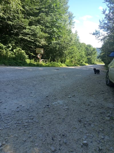 The image depicts a narrow, unpaved road flanked by dense green trees on either side. The road surface is composed of gravel and small stones. In the background, a sign is visible on a wooden post. This sign is rectangular with text and a circular speed limit sign showing "20". The sky is clear and blue with a few scattered clouds. To the right of the road, a small black dog is standing. The rear portion of a white car is also visible on the right side of the frame, with its side mirror extended. The overall scene suggests a rural or natural setting, possibly a forest road. The location is identified as Giaginskaya, Russia.