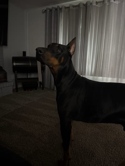 A black Doberman Pinscher stands in a dimly lit room with carpeted flooring. The dog is positioned in the right half of the frame, facing left and slightly upwards. Its ears are alert, and its mouth is slightly open, revealing its teeth. In the background, sheer white curtains hang behind grey curtains, obscuring a window. To the left of the dog, a dark wooden piece of furniture with shelves is visible, along with a brick structure that appears to be a fireplace or hearth. The overall scene suggests an indoor domestic environment, likely a living room or similar area within a residence.