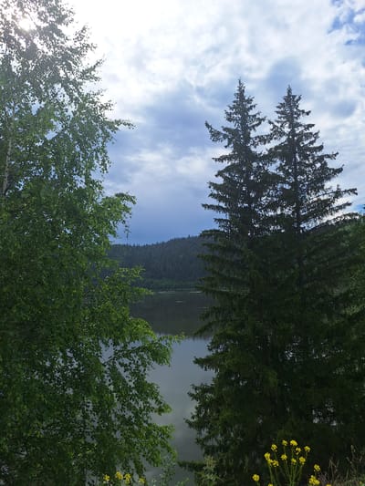 The image shows a natural landscape scene, likely a lake surrounded by a forest, possibly in the city of Sim, Russia. In the foreground, on the left, is a deciduous tree with vibrant green leaves, partially obscuring the view. On the right side, two tall evergreen trees are prominent, silhouetted against a cloudy sky. The sky itself is a mix of bright sunlight breaking through gray clouds, creating a dynamic contrast. In the middle ground, a calm body of water reflects the overcast sky and the dense forest that lines its far shore. The forest appears as a dark, undulating mass of trees, typical of the Siberian taiga. The water's surface is mostly smooth, with subtle ripples suggesting a light breeze. In the lower right corner, a small cluster of yellow wildflowers adds a touch of color to the scene. The overall atmosphere is one of natural tranquility, with the interplay of light and shadow on the foliage and water contributing to a slightly moody, yet serene, ambiance.