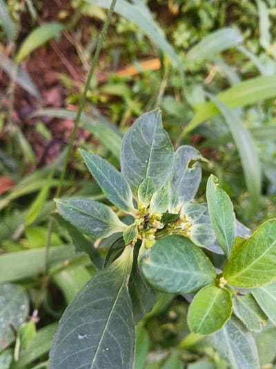 A close-up reveals a cluster of green-leaved plants, their surfaces slightly textured with visible veins. At the center, tiny yellow buds emerge, attracting a single black ant. Surrounding foliage includes blades of grass, partially blurring the background with hints of brown earth. The image captures a miniature ecosystem within a natural setting.