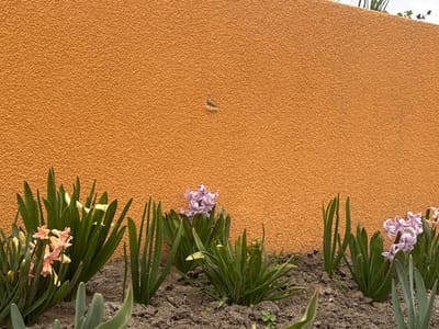 The scene, located in the city of Baiachevo, Bulgaria, depicts a garden bed positioned in front of a textured orange wall under an overcast sky. The upper two-thirds of the image are dominated by a coarsely textured, uniformly colored orange wall. A minor, dark, irregular mark is present on the upper-central portion of this wall. The lower third of the image features a garden bed composed of dark, tilled soil. Several clusters of flowering hyacinth plants are growing within the bed. The leftmost cluster displays light peach/pink flower spikes and vibrant green, strap-like leaves. To the right, additional clusters exhibit light purple/lavender flower spikes accompanied by similar green foliage. Developing green foliage, consistent with bulb plants, is visible throughout the garden bed. A small section of bright, overcast sky is visible above the wall in the upper right quadrant of the frame. No individuals, animals, or vehicles are present.