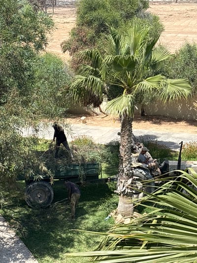 In Taguermess, Tunisia, two men are engaged in yard work. One man, dressed in black, is standing inside a green trailer filled with vegetation, using a tool to move branches. The trailer is attached to a tractor with large tires. Another man, wearing a dark shirt and pants, is bending down on the grass, also appearing to be working with branches. A palm tree stands prominently between them, and other greenery surrounds the area. In the background, a sandy, arid landscape with some sparse vegetation and a wall is visible. A person is seated on the tractor, looking at a mobile phone.