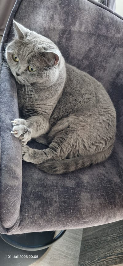 A grey British Shorthair cat is curled up on a dark grey, plush upholstered armchair. The cat is facing left, with its head turned towards the viewer. Its eyes are green, and its fur is short and dense. The cat's paws are visible, with one paw resting on the armrest of the chair. The armchair has a textured fabric. The background is out of focus, but appears to be a room with wooden flooring. A date and time stamp at the bottom left corner indicates "01. Juli 2026 20:05". The location is Hummeltal, Germany.