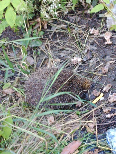 A hedgehog is curled up on the ground in Apraksin, Russia. The hedgehog is mostly obscured by grass and leaves, but its spines are visible. The ground is covered in dirt, leaves, and twigs. In the background, there are some green leaves and white flowers.