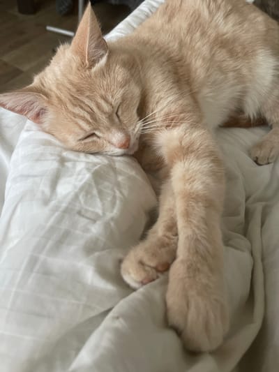 An orange tabby cat is sleeping on a white, striped duvet. The cat is curled up, with its head resting on a pillow. Its eyes are closed, and its paws are tucked beneath its body. The cat's fur is a light orange color with darker tabby markings. The duvet is soft and wrinkled, indicating it has been slept on. The background is blurry, but appears to be a bedroom. The image is taken from a slightly elevated angle, looking down at the cat. There is no indication of the cat's location in the city of Коротиха, Russia.