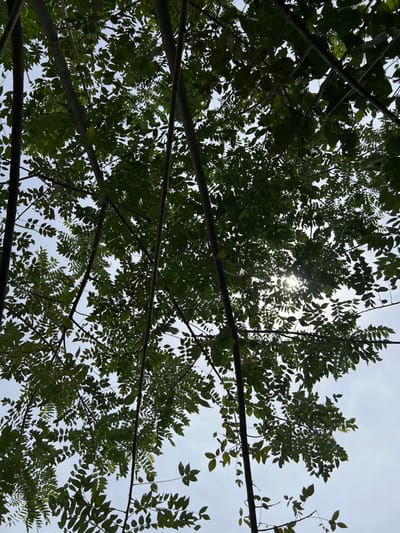 The image depicts an upward view through a dense canopy of trees in Cañacillas Arriba, Panama. Multiple slender tree trunks and branches extend vertically and diagonally across the frame, supporting a rich network of green leaves. The leaves are predominantly compound and are silhouetted against a bright, light blue to white sky. Direct sunlight is visible in the upper right quadrant, filtering through the foliage and creating a distinct sunburst effect. No human subjects, man-made objects, or discernible ground features are present. The scene captures an outdoor, natural environment under daylight conditions.